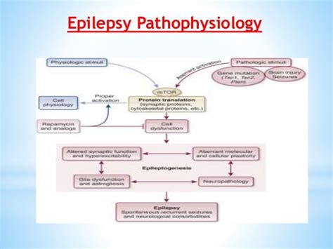 Epilepsy-Epidemiology,Signs and symptoms,Triggers,Seizures types,Caus…