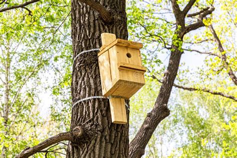 Wooden Bird House Hanging from a Tree Stock Photo - Image of branch ...