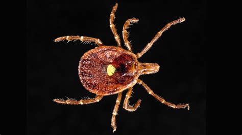 The Lone Star Tick May Be Spreading A New Disease : Shots - Health News : NPR