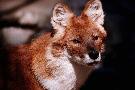 Dhole (Indian Wild Dog)- ENDANGERED SPECIES SPOTLIGHT-