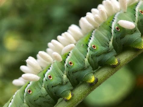 Textures on a caterpillar | Hornworm, Tomato hornworm, Cocoon