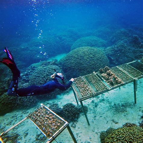 Environmental Monitor | Research and Education at the Hawaii Institute of Marine Biology