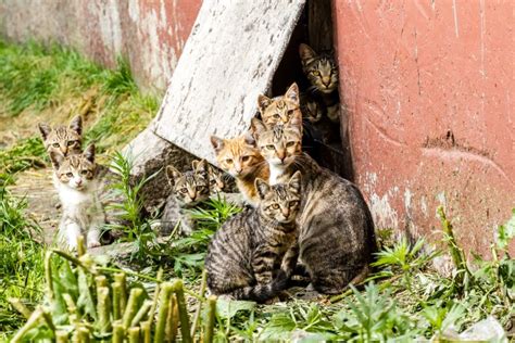 Ukrainian Soldier's "Cat Checkpoint" Delights Internet