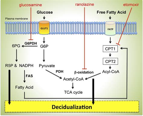 The Fatty Acid Beta-Oxidation Pathway Is Important for Decidualization ...