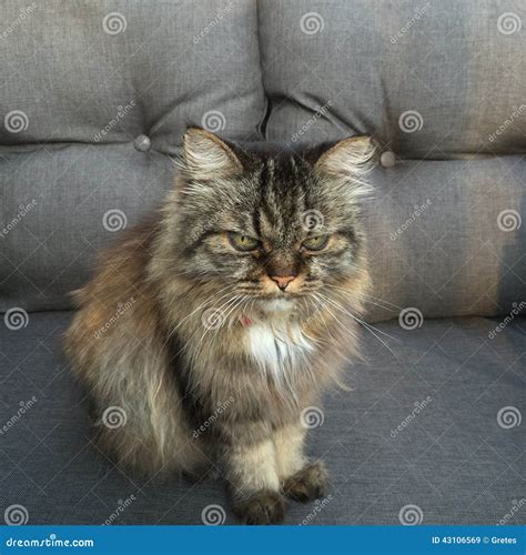 Cat crossbreed stock image. Image of cute, tired, spoilt - 43106569