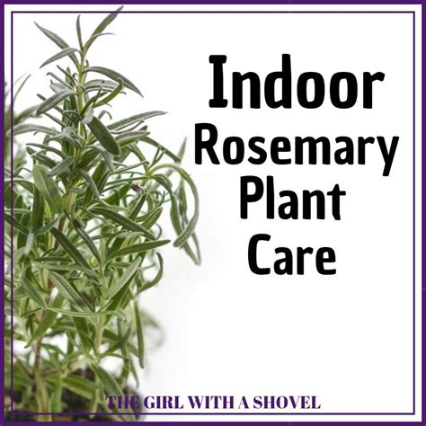 Indoor Rosemary Plant Care - The Girl with a Shovel