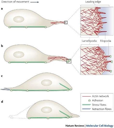 Filopodia are thin, actin-rich, finger-like structures that are involved in numerous cellular ...