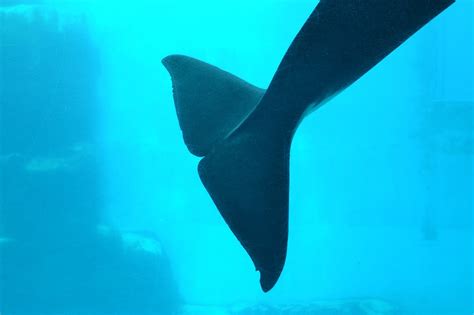 Victoria In Japan Land: Baby Orca at the Aquarium