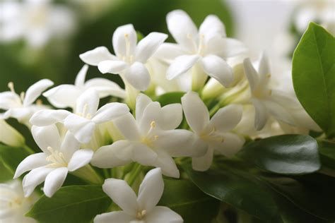 Arabian Jasmine Flower Meaning, Symbolism & Spiritual Significance - Foliage Friend - Learn ...