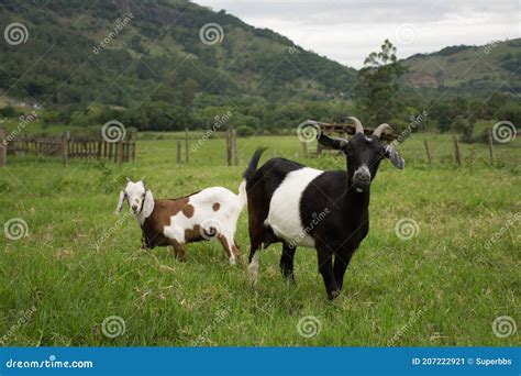 Animals on the Farm with Green Pasture Stock Image - Image of field ...