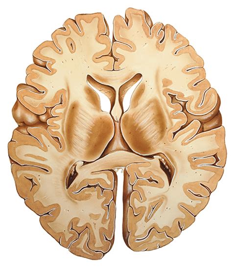 ANATOMY of the BRAIN - only where you have walked have you been