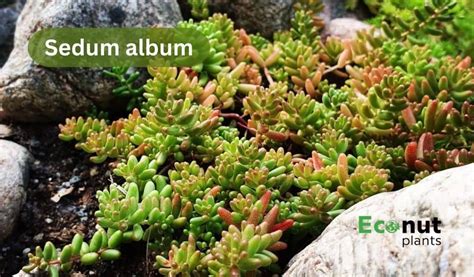 11 Sedum Varieties That Will Add Colors to Your Garden