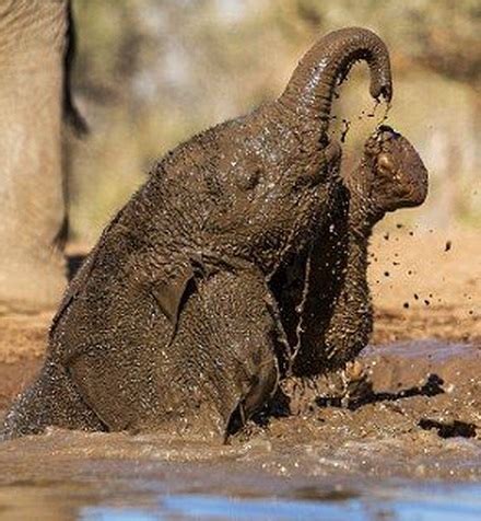 Top 10 Dirty Animals Covered in Mud – Top 10 of Anything and Everything