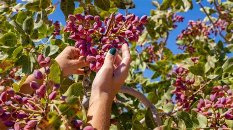 How to Plant, Grow & Care For a Pistachio Tree (Complete Guide)