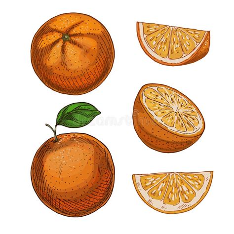 Orange, Set of Elements. Full Color Realistic Sketch Stock Vector ...