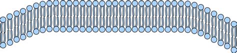 Cell Membrane Png - Free Logo Image