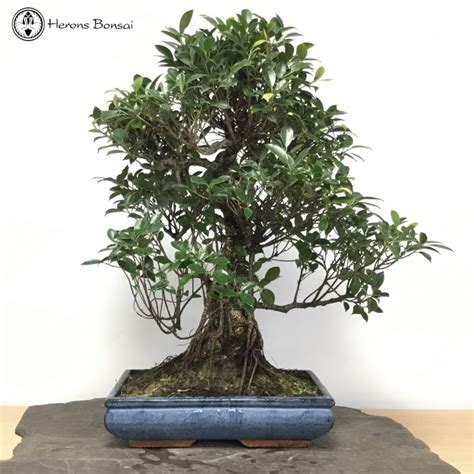 Indoor Ficus Bonsai Tree | Herons Bonsai UK