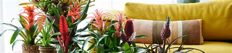 Varieties - Bromelia