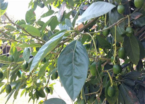 What are the best avocado pollination conditions? - Greg Alder's Yard Posts: Southern California ...