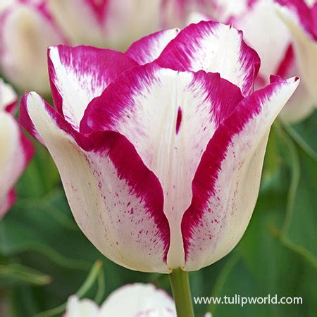 Tulip Bulbs Online | Tulip Bulbs Bulk | Wholesale Tulip Bulbs