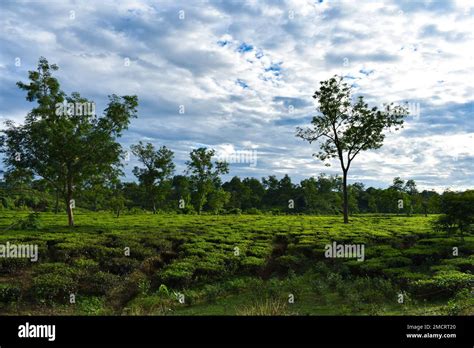 A tea garden in India Stock Photo - Alamy