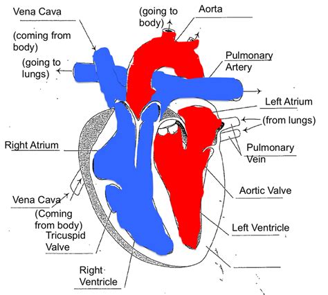 Heart & Circulatory - Miranda's Science Portfolio