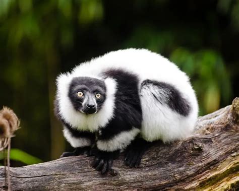 Black-and-White Ruffed Lemur - Facts, Diet, Habitat & Pictures on ...