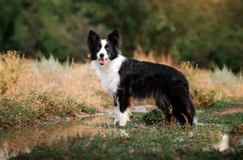 Cores De Border Collie - ENSINO