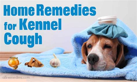 23 Useful Home Remedies for Kennel Cough in Dogs and Cats