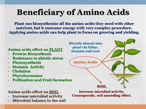 Easy Guide To Make Amino Acids and Knowing Benefits For Plants