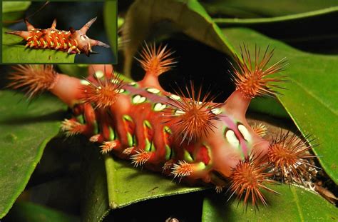 Caterpillars from China's Rain Forest | WIRED