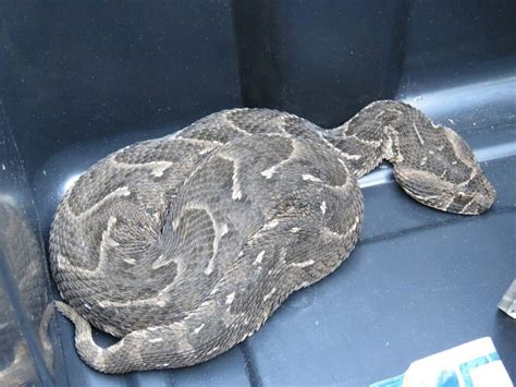 A puff adder visitor to the garden today. Highly venomous with a ...