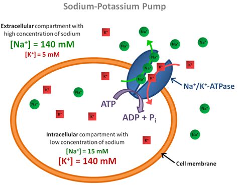 2.1: Schematics of the sodium-potassium pump (Na + /K +-ATPase). | Download Scientific Diagram