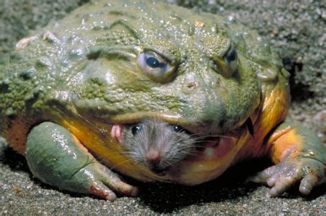 African Bullfrog Facts and Pictures