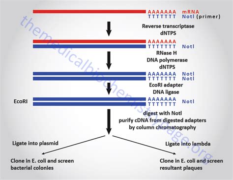 Molecular Biology in Medicine - The Medical Biochemistry Page