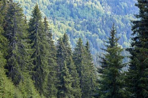 Coniferous Forests: Location, Climate, Temperature, Precipitation, Plants and Animals - Conserve ...