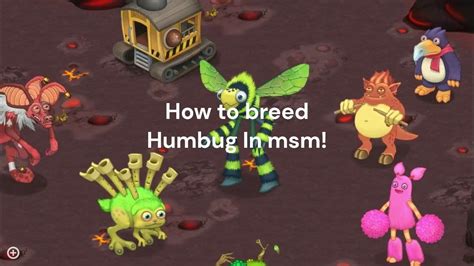 How to breed Humbug in msm! - YouTube