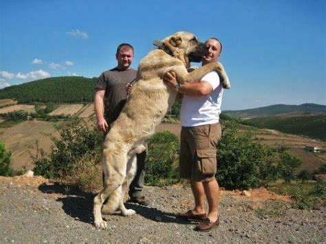 How Much Does A Kangal Dog Weight