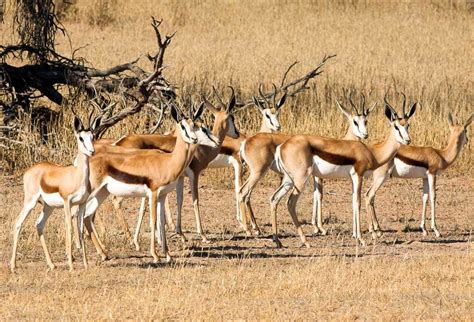 Springbok Hunting | 18,000 Acres in Texas | 60+ Species | Ox Ranch