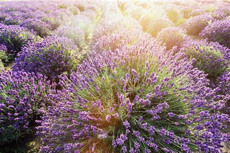 Premium Photo | Lavender flower field at sunset warm sunlight