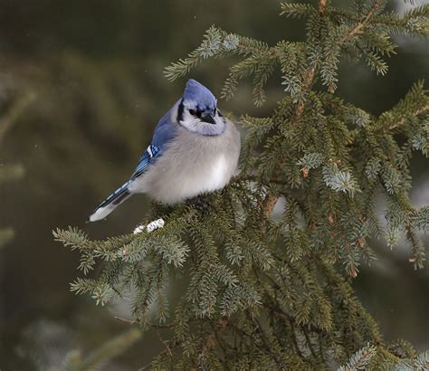 pewit: winter Blue Jays