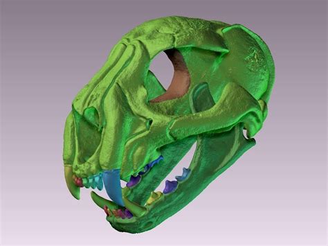 Realistic Cheetah Skull 3D model | CGTrader