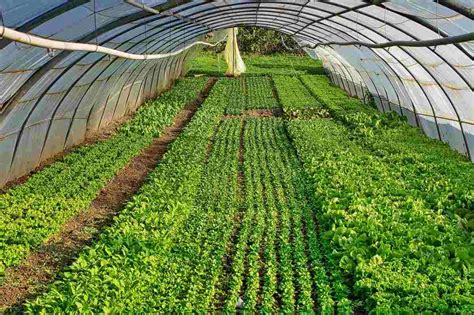 Top 30 Vegetables To Grow In A Greenhouse | Gardening Tips