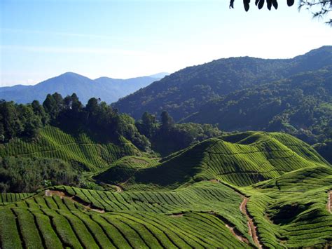 azHaNi deStiNatiOns woRLdWiDe: (12) BOH TEA CENTER,CAMERON HIGHLAND,PAHANG,MALAYSIA