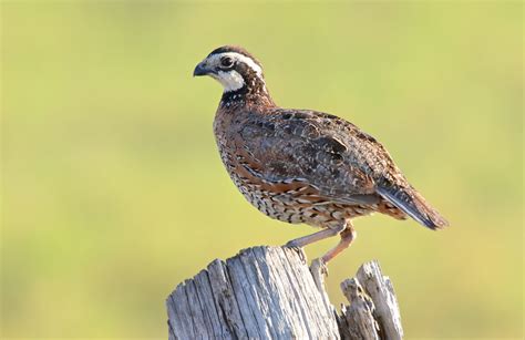 Northern Bobwhite Hatching Eggs