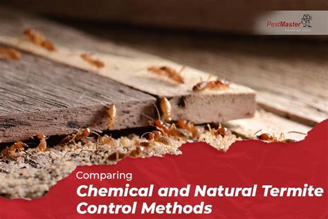 Comparing Chemical and Natural Termite Control Methods