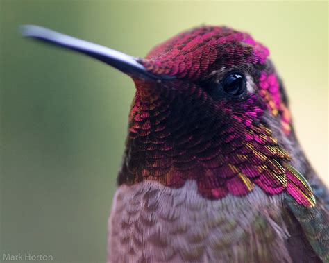 Anna’s Hummingbird Close-up – MARK HORTON