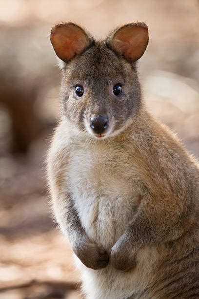 Best Pademelon Stock Photos, Pictures & Royalty-Free Images - iStock