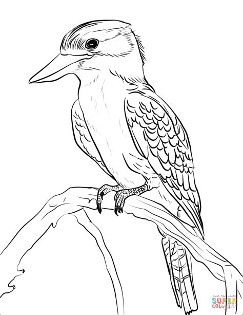 Kookaburra coloring page | Free Printable Coloring Pages