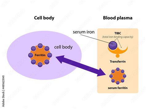 Ferritin is the main iron storage protein in humans. Serum ferritin correlates with amount of ...